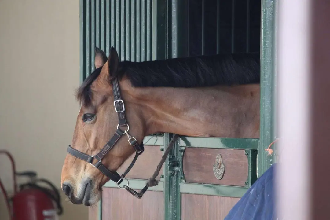 Santa Mar&iacute;a Equestrian Club
