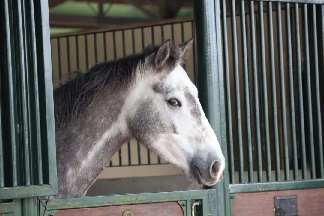 Santa Mar&iacute;a Equestrian Club