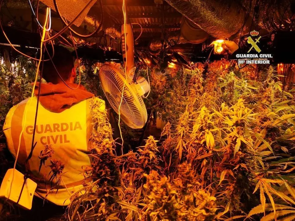 Incautaci&oacute;n de marihuana