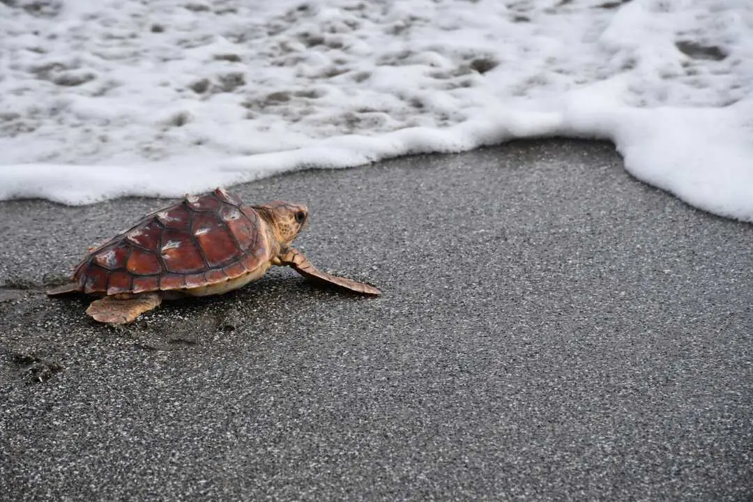 Tortuga boba