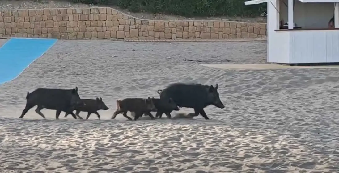 Jabal&iacute;es en la playa de Torreguadiaro: qu&eacute; hacer si te encuentras con uno este verano.