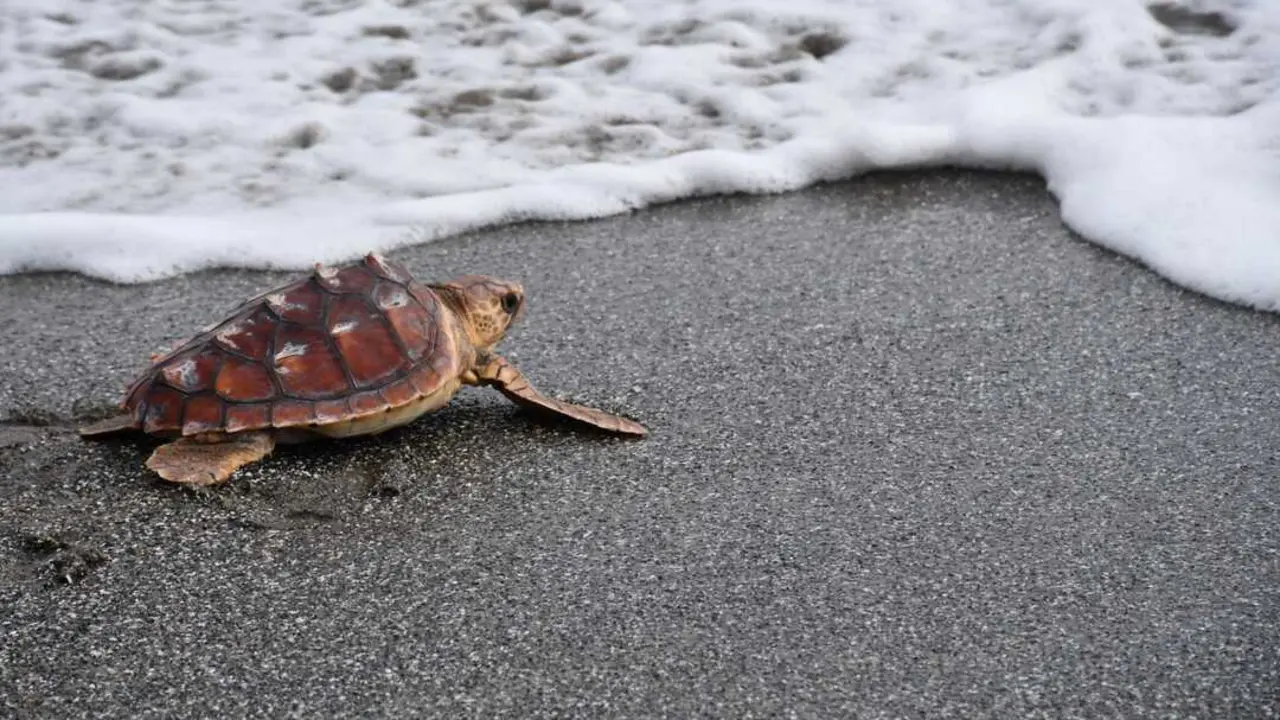 Tortuga boba