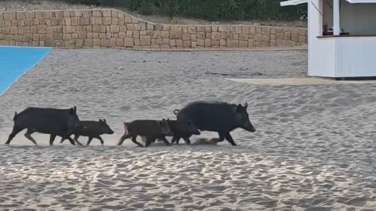 Jabal&iacute;es en la playa de Torreguadiaro: qu&eacute; hacer si te encuentras con uno este verano.
